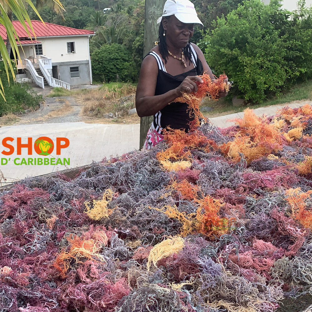 Why St Lucia Sea Moss Is the Gold Standard: The Shop D Caribbean Difference