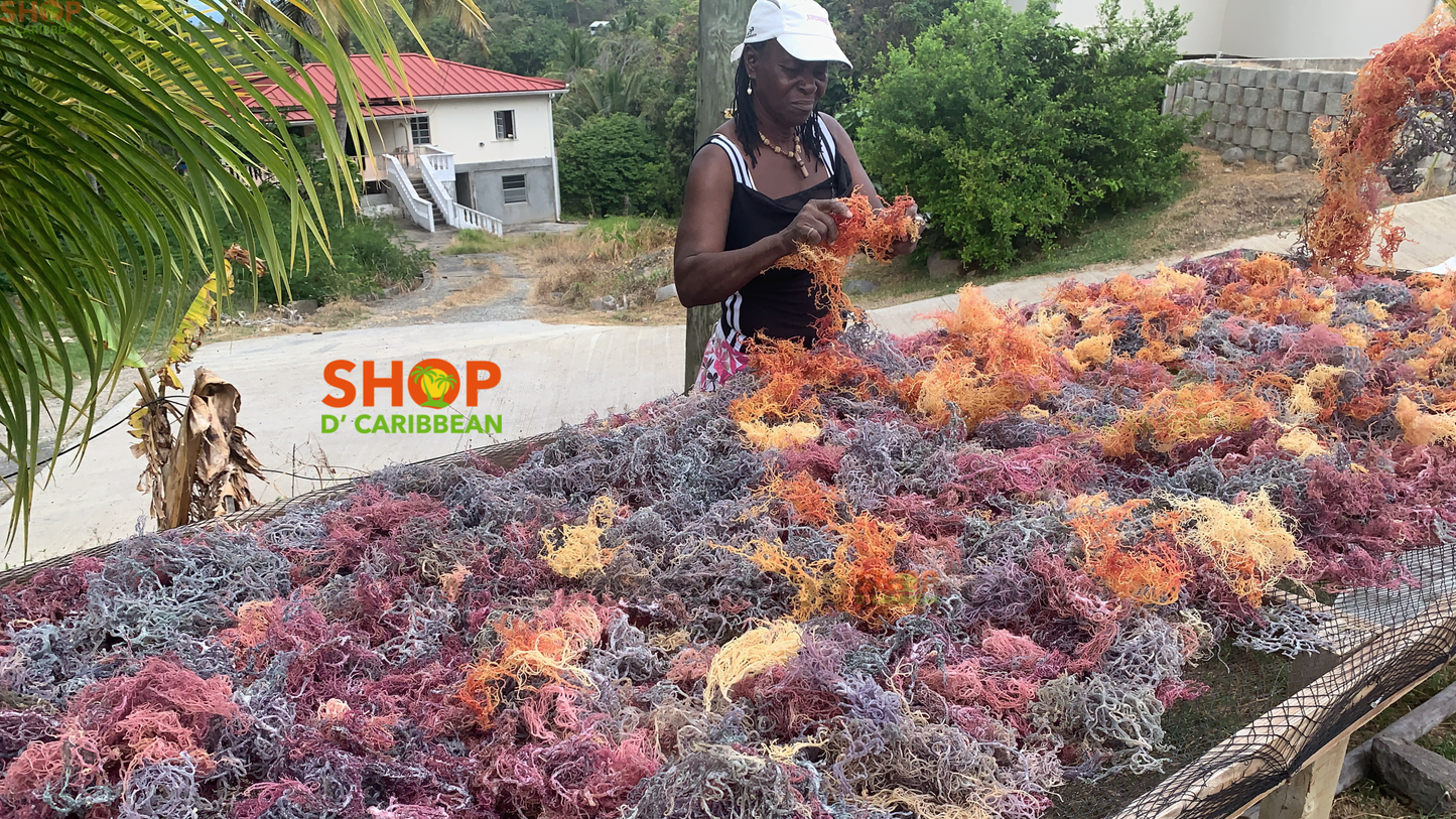 Why St Lucia Sea Moss Is the Gold Standard: The Shop D Caribbean Difference