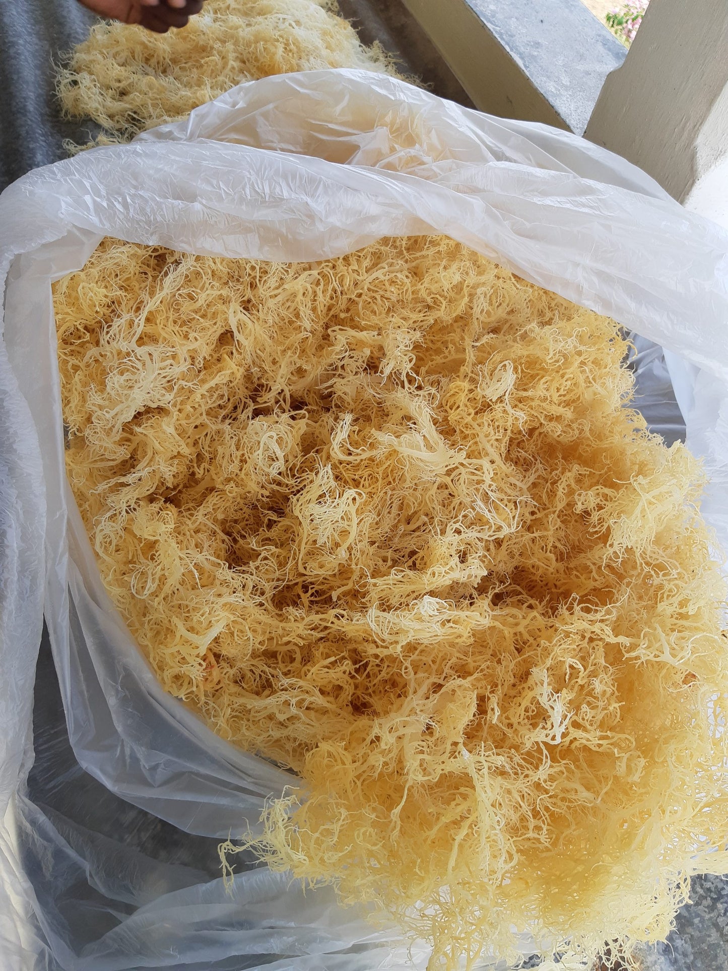 
                  
                    St Lucia Sea Moss 16 oz freeshipping - shopdcaribbean
                  
                