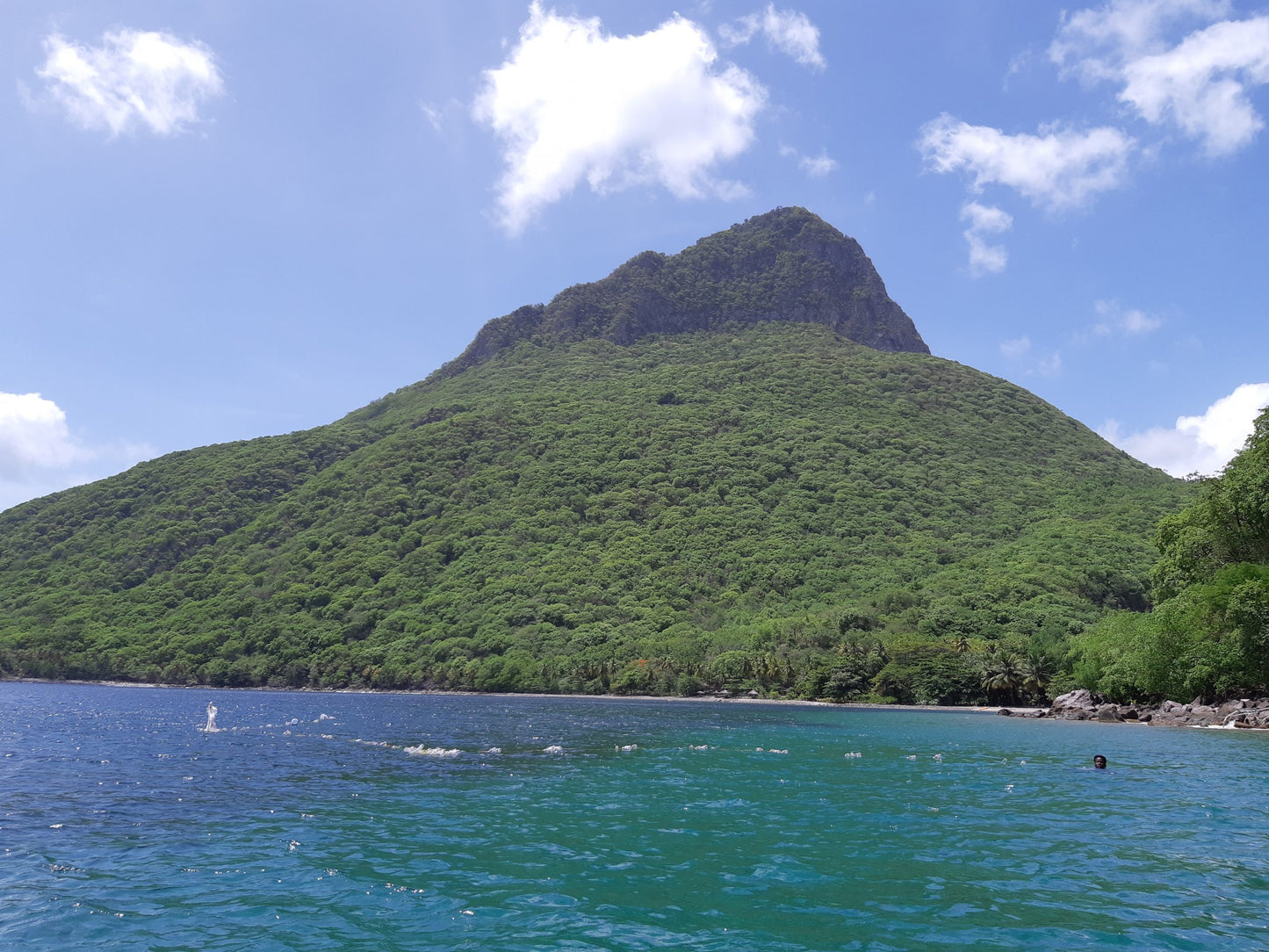 
                  
                    St Lucia Sea Moss 16 oz freeshipping - shopdcaribbean
                  
                