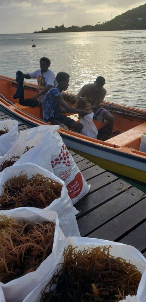 
                  
                    Wholesale Sea Moss 50 lbs freeshipping - shopdcaribbean
                  
                