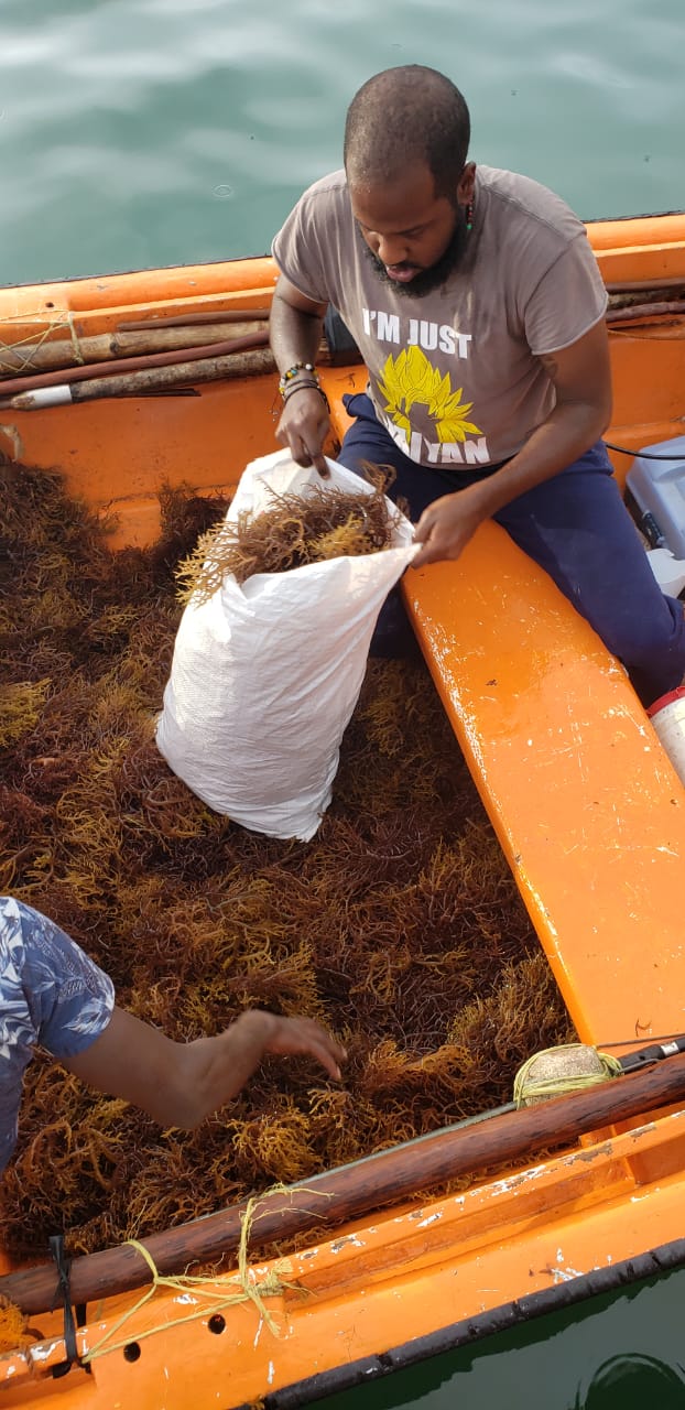 Wholesale Sea Moss 50 lbs freeshipping - shopdcaribbean
