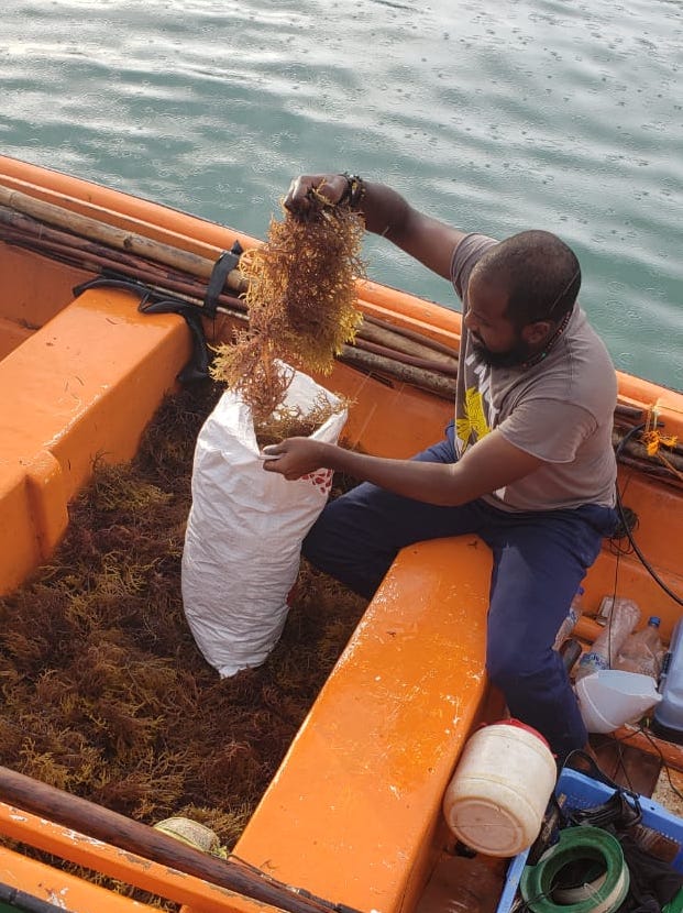 
                  
                    St Lucia Sea Moss 16 oz freeshipping - shopdcaribbean
                  
                