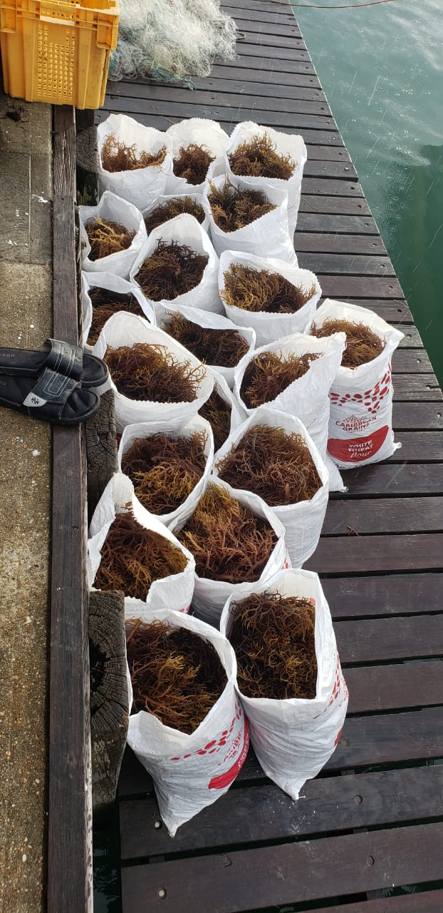 
                  
                    St Lucia Sea Moss 16 oz freeshipping - shopdcaribbean
                  
                