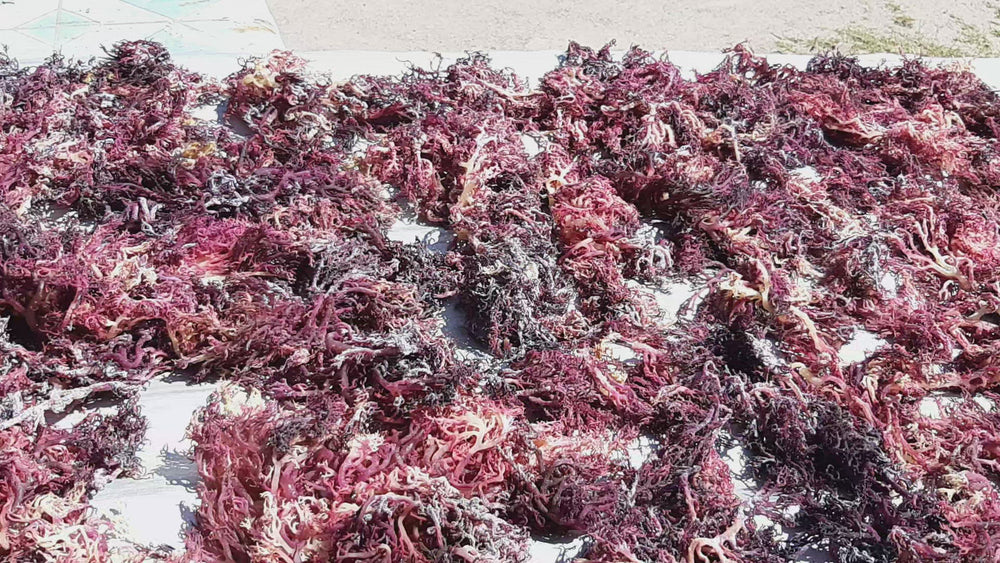 
                  
                    Load and play video in Gallery viewer, Wholesale Purple Sea Moss
                  
                